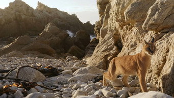 Caracal: The Lone Cat Society (2024)