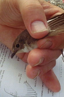 Passerine in Time poster