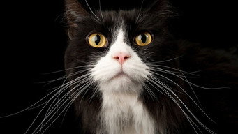 Comment le chat a conquis le monde (2020)