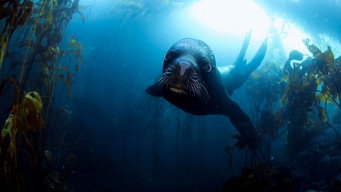 Cena 6 de Pristine Seas: O Poder da Proteção