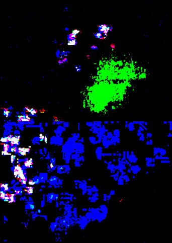 Gaze in the State of Confusion (2026)