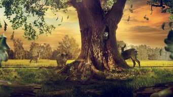 #41 Heart of an Oak