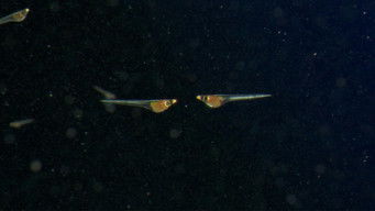 Episode 4 — Why We Are at the Bottom