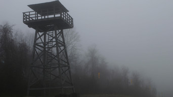 Galeria 3 - El bosque