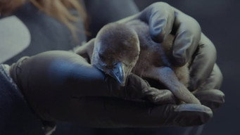 Four Chicks and Counting