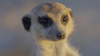 Africa's wild year (2021)