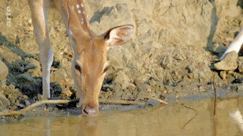 #12 Destination Wild: India