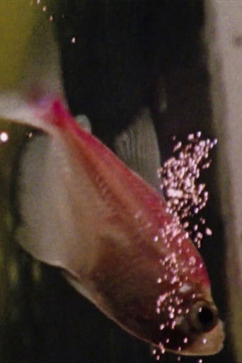 Fish and the Sky poster