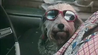 Nerds of a Feather (1989)