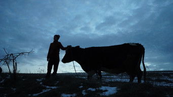 Війна очима тварин