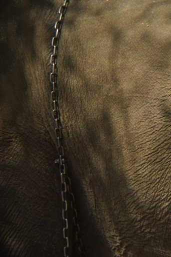 Memory of the Blind Elephant (2016)