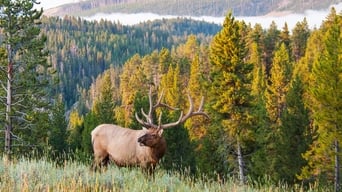 Great Yellowstone Thaw (2017)