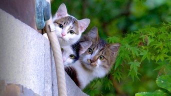A Cat's-Eye View of Japan - S0E01