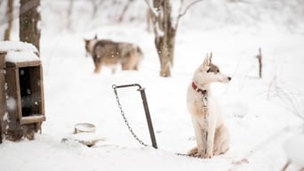 #1 Sled Dogs