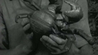 Canoes And Coconut Crabs