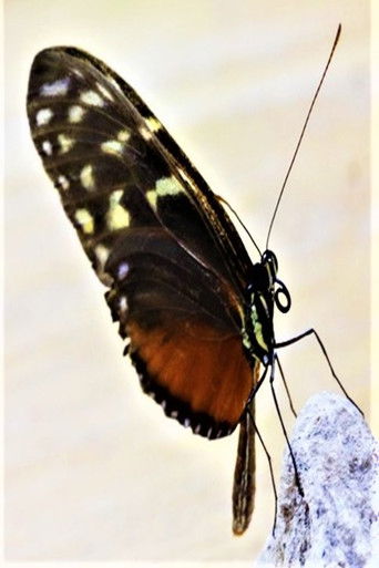 The Butterfly Effect poster