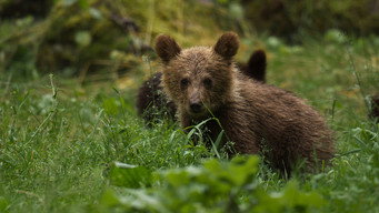 Europe's Wild Marvels (2025- )