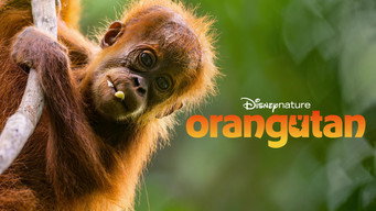 Cena 5 de Orangotango