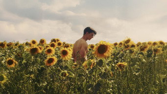 Sunflower (2023)