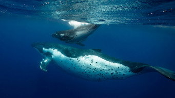 Ocean Souls (2020)