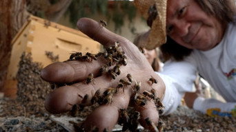 The Killer Bee Catcher (2023- )