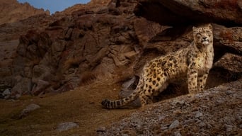 #4 Wild Cats of India