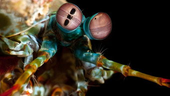 Ocean's Weirdest (2022)