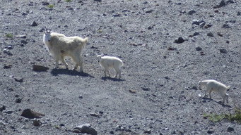 Mountain Goat Survey, Blue Mountain Wildlife and Vaux's Swift Chimneys