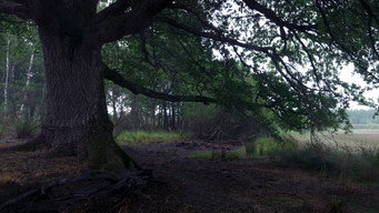 #36 Heart of an Oak