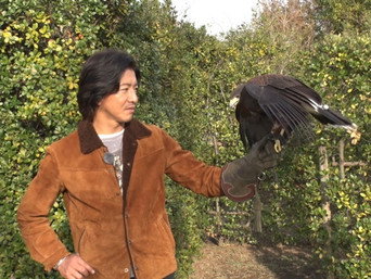Challenge to catch a hawk at the zoo!