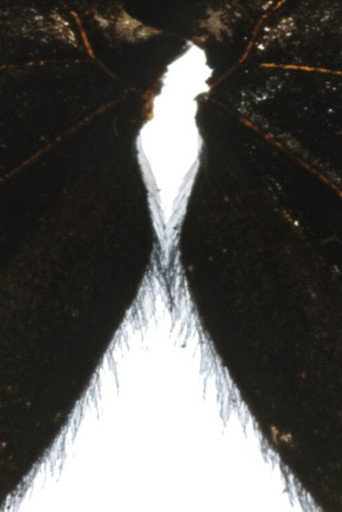 Butterfly Light (2008)