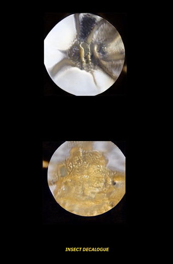 Insect decalogue poster