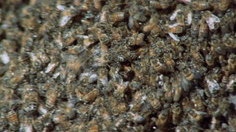#12 The Swarm