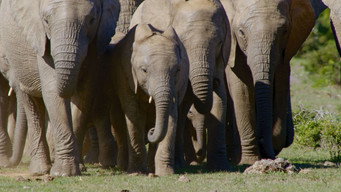 The Great Elephant Tale (2020- )