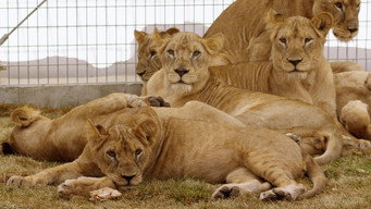 Lion Ark (2013)