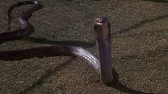 #12 Sssssss