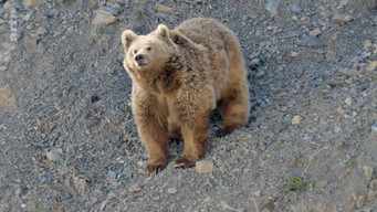 #27 Destination Wild: India