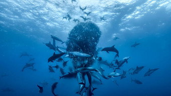 #4 Ocean with David Attenborough