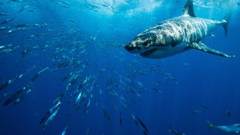 #3 Planet Shark