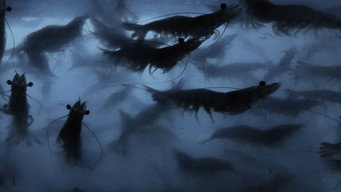 Prawn media image