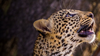 #6 Jade Eyed Leopard