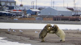 The Great Polar Bear Feast (2015)
