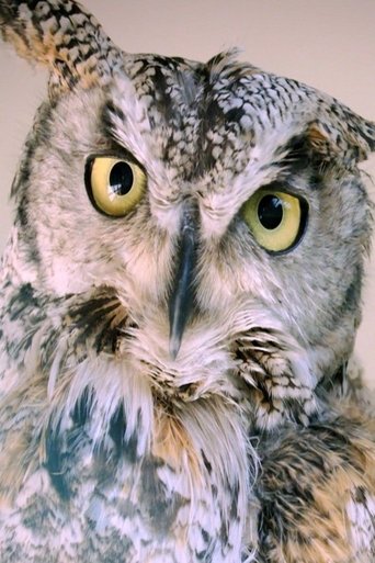 Ugglornas hemliga liv