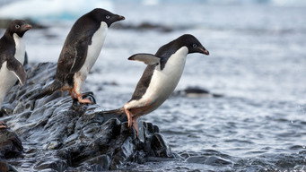 #9 Penguins