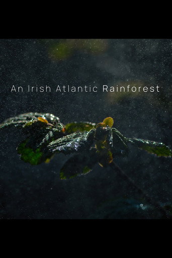 An Irish Atlantic Rainforest