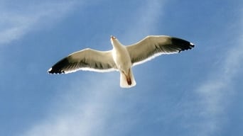 Jonathan Livingston Seagull (1973)