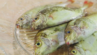 Episode 7 — Episode 7