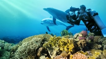 #6 Diving with Dolphins