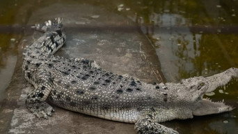 #7 Crocodile Tears