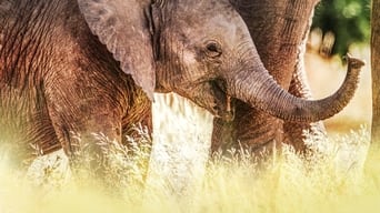 #7 Secrets of the Elephants